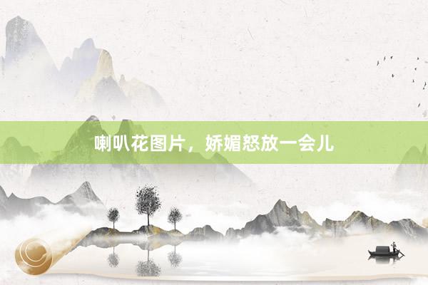喇叭花图片，娇媚怒放一会儿